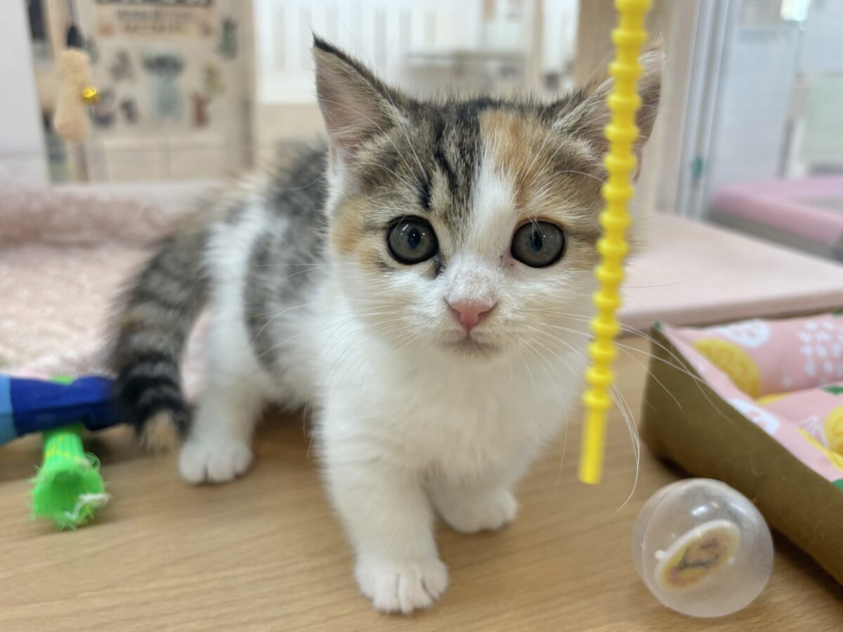 マンチカン