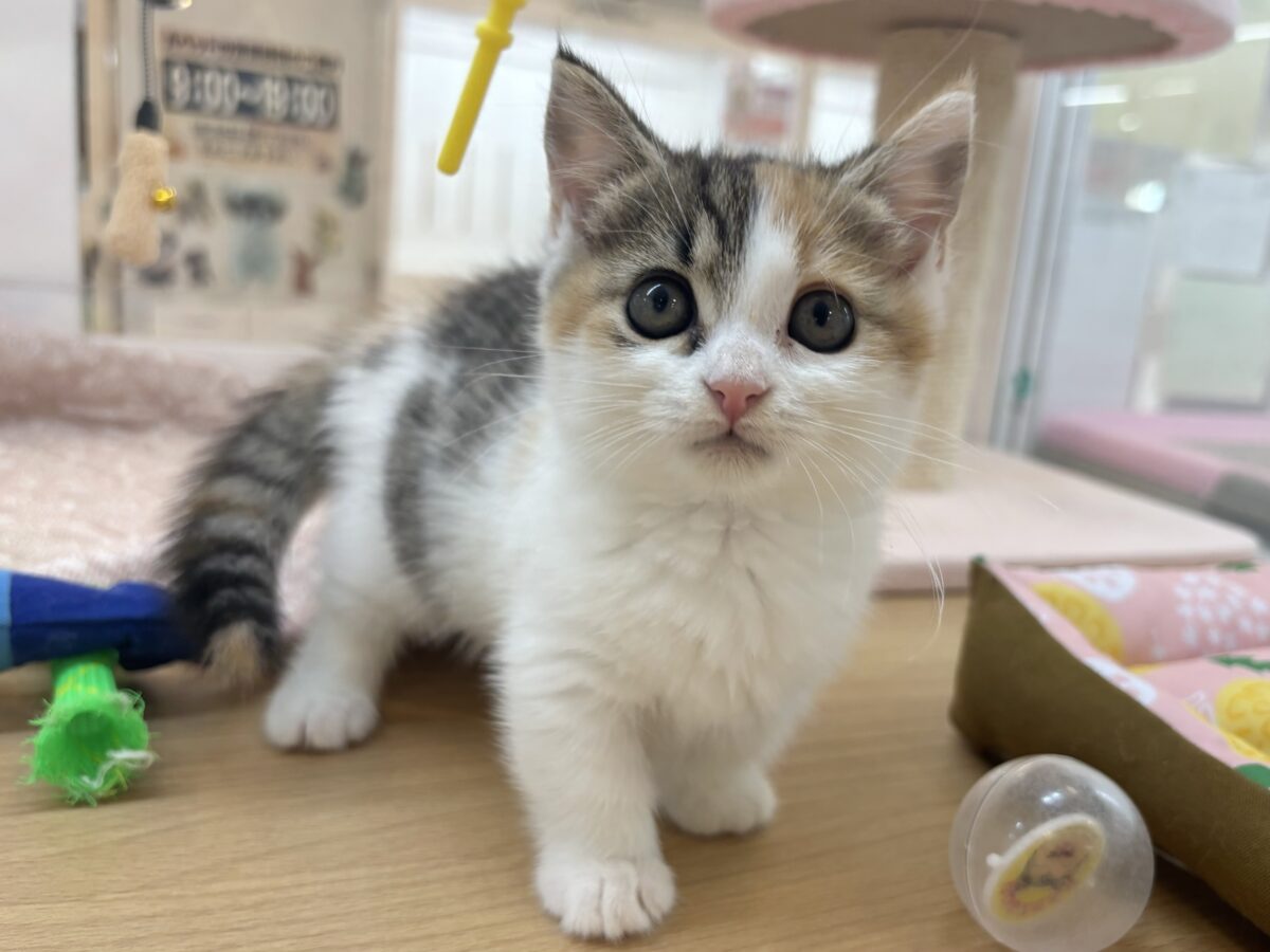 マンチカン