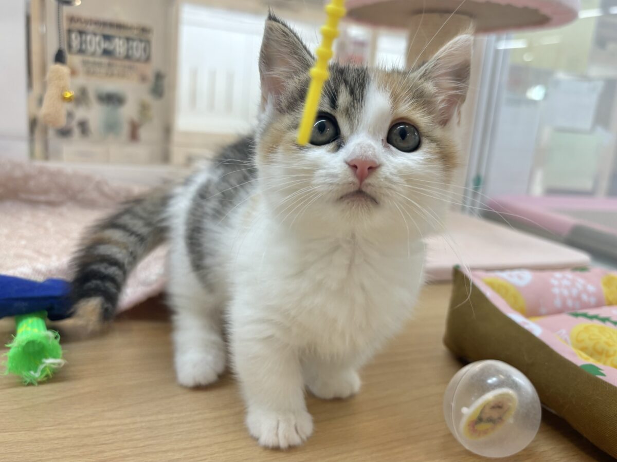 マンチカン