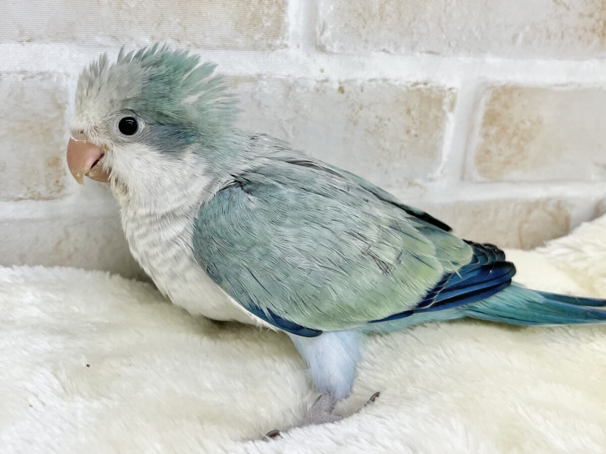 オキナインコ