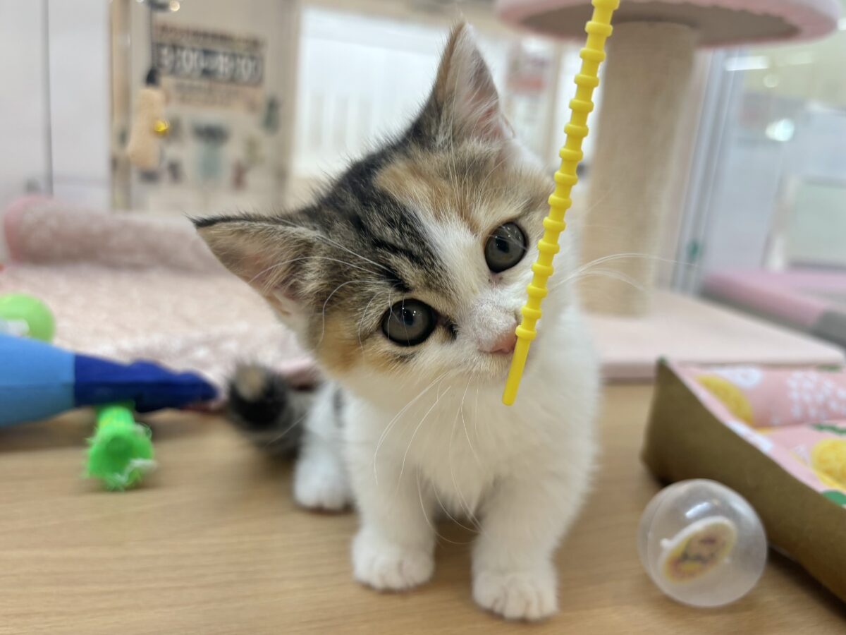 マンチカン