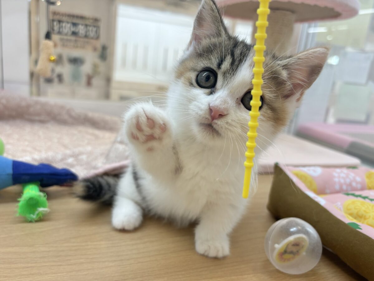 マンチカン