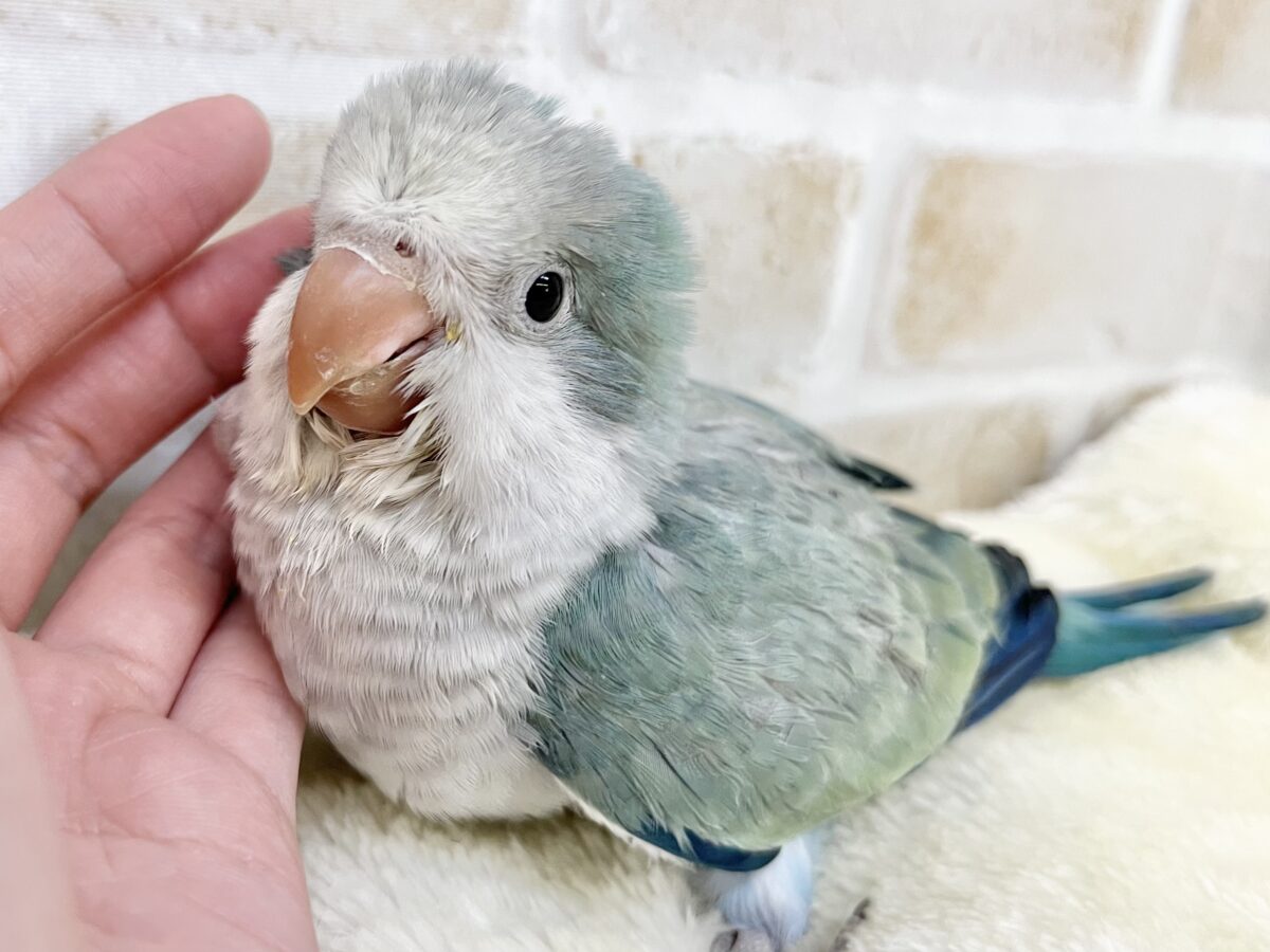 オキナインコ