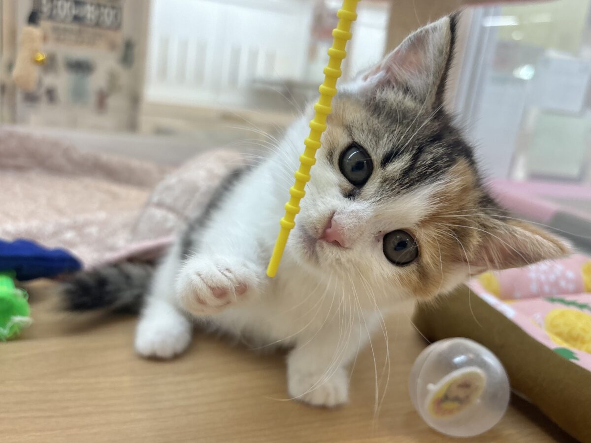 マンチカン