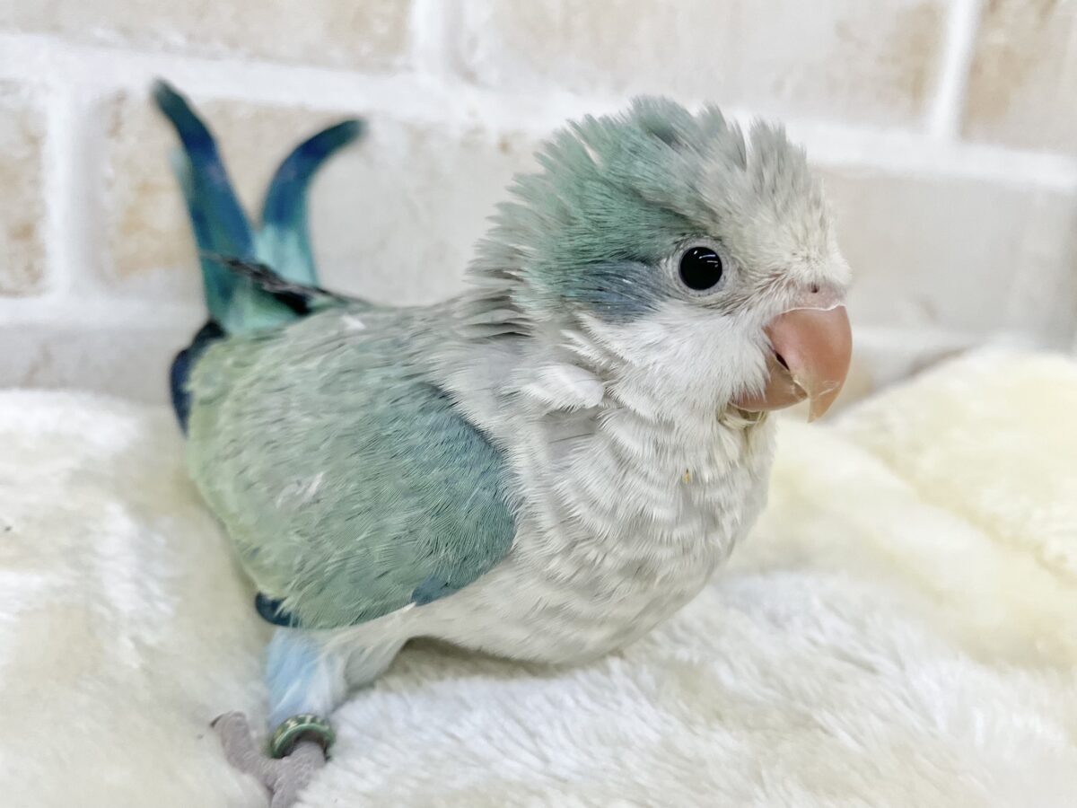 オキナインコ