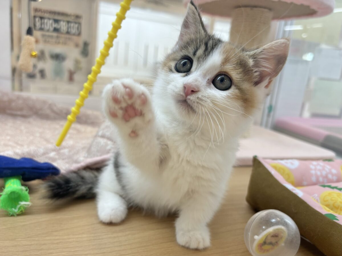 マンチカン