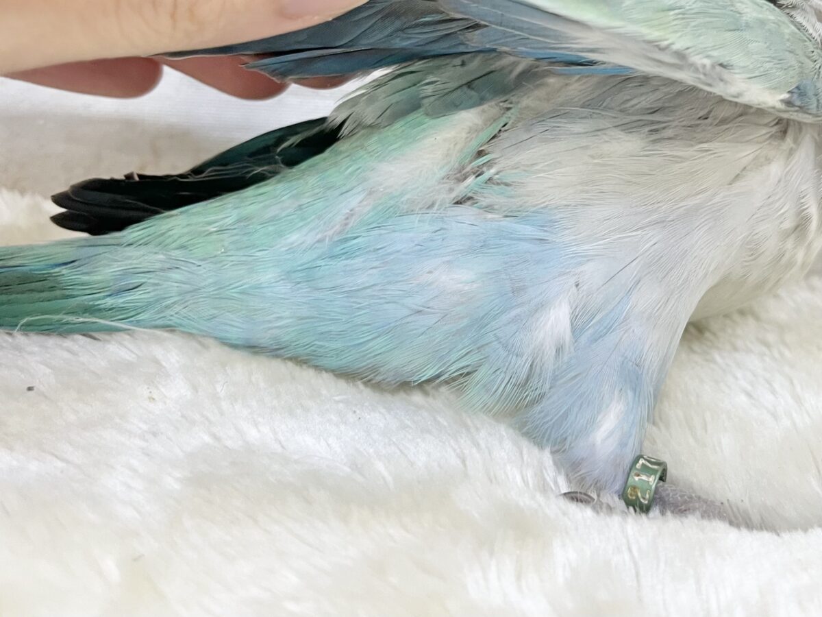 オキナインコ