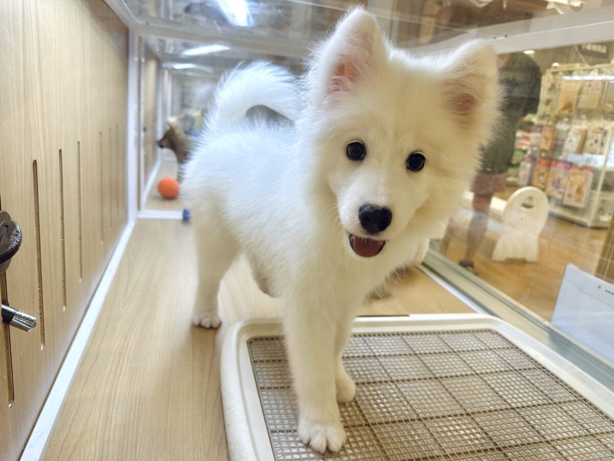 サモエド