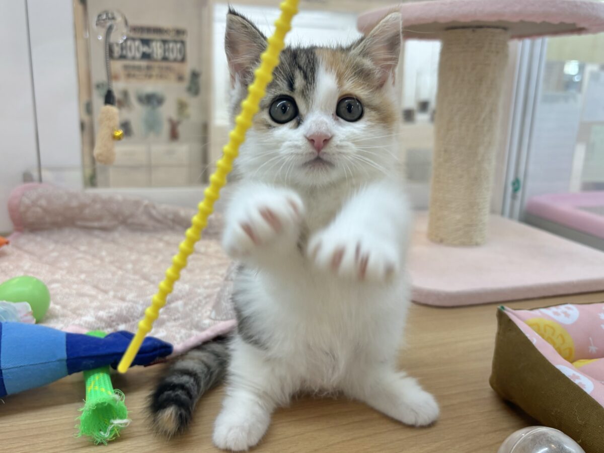 マンチカン