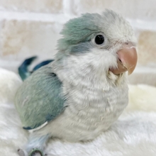 【🆙最新画像あり‼️】キレイなグラデーションカラー🌱🩵✨　オキナインコ（アクアブルーオパーリン）
