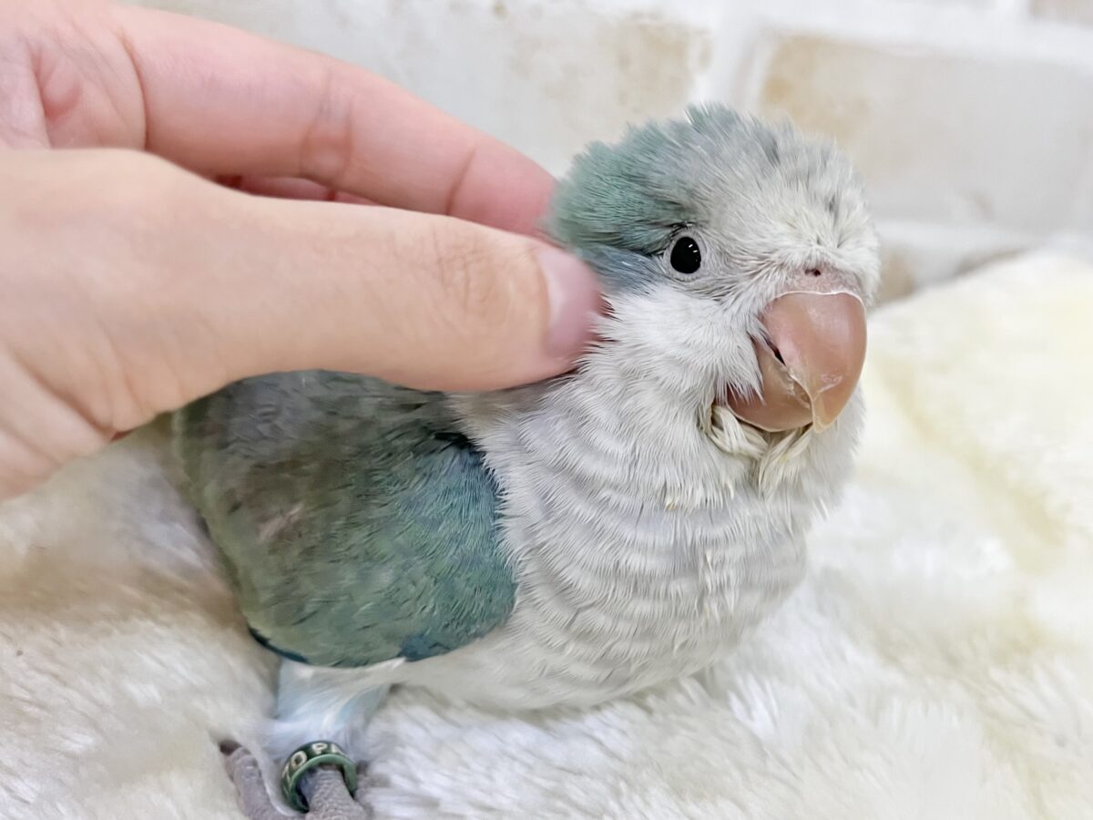 オキナインコ