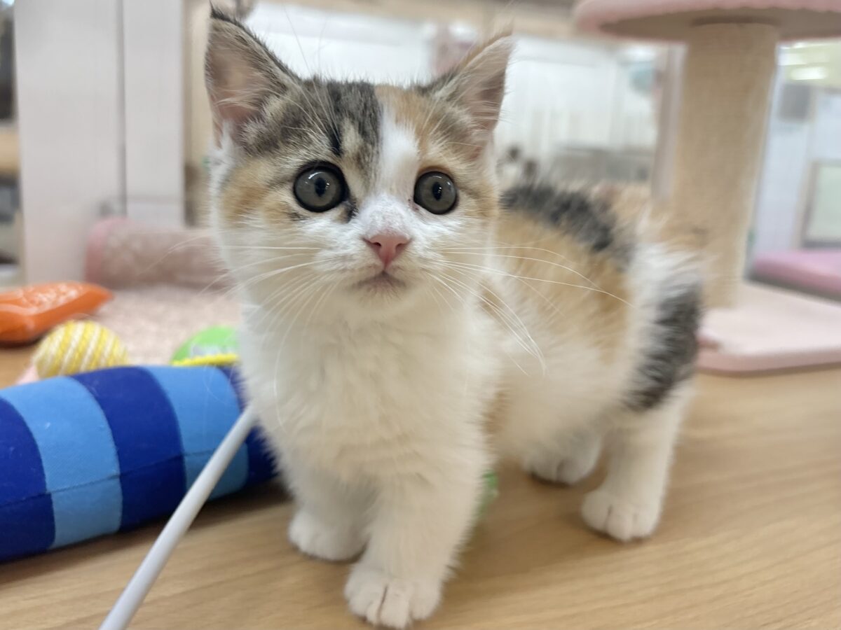 マンチカン