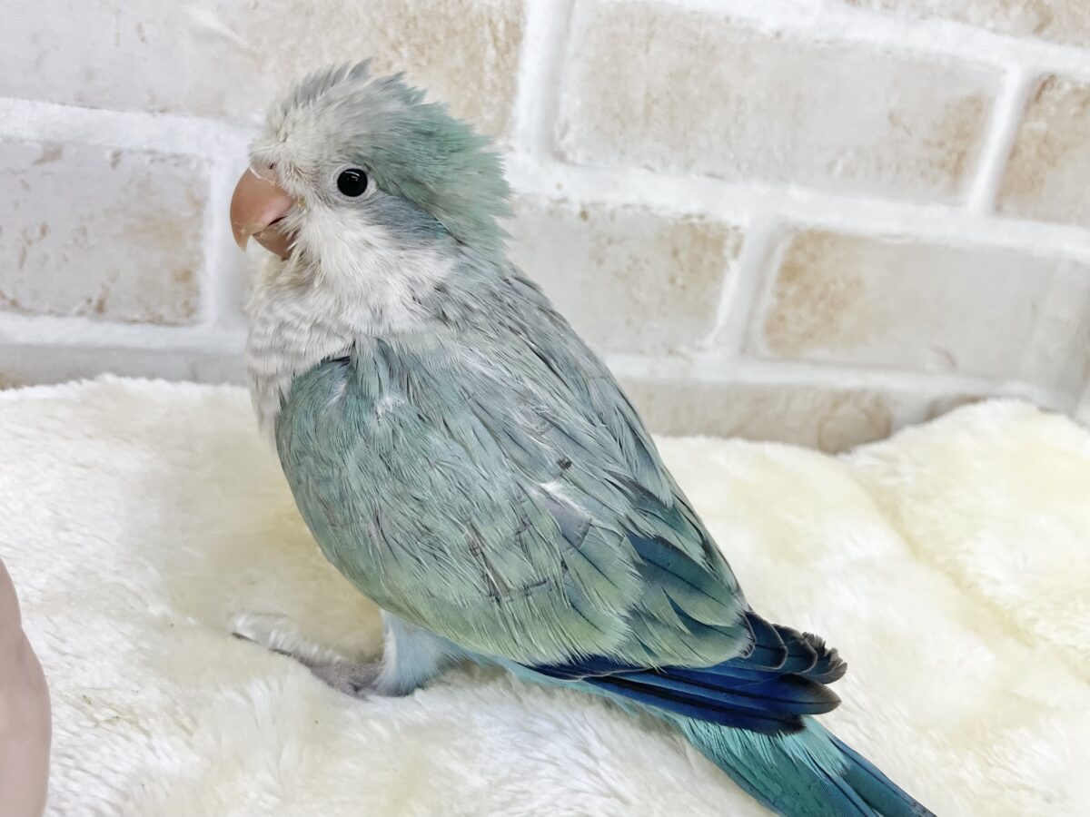 オキナインコ