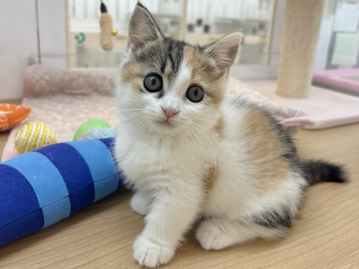 部屋の前で急ストップ⚠️マンチカンちゃん！
