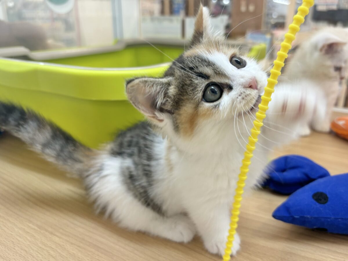 マンチカン