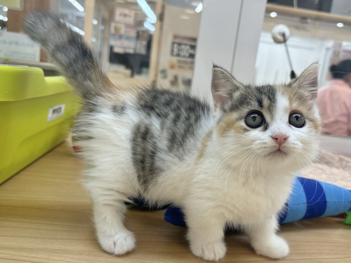 マンチカン