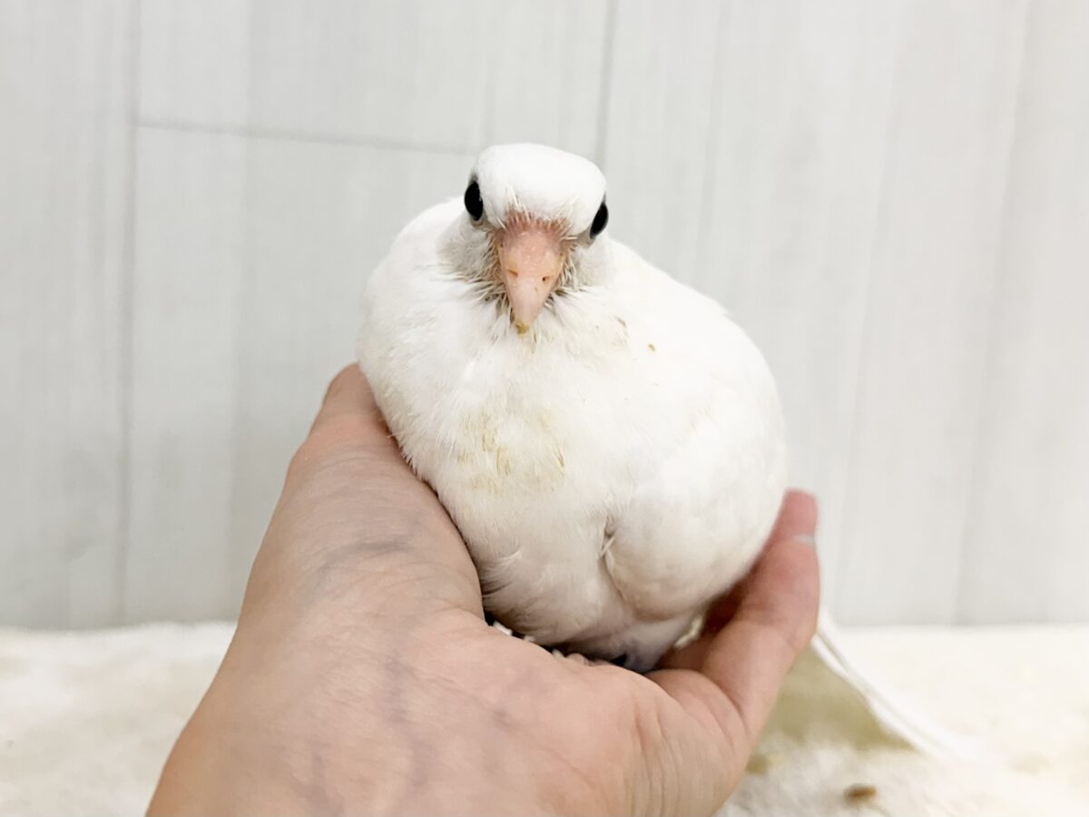 ギンバト
