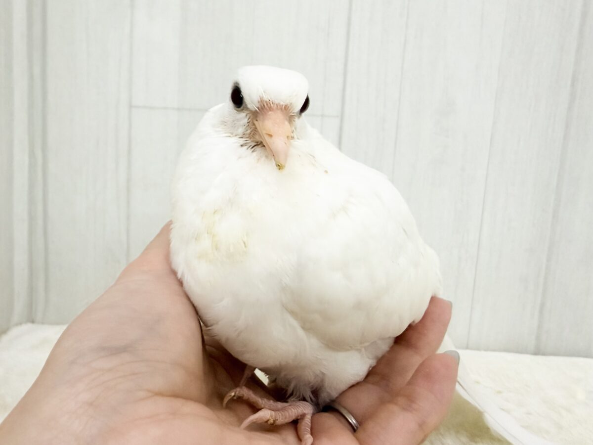 ギンバト