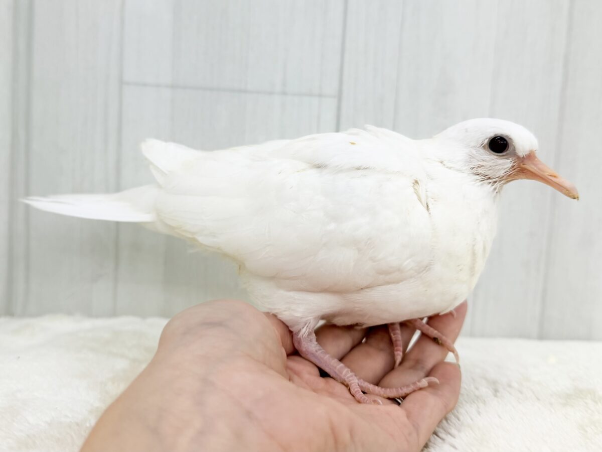 ギンバト