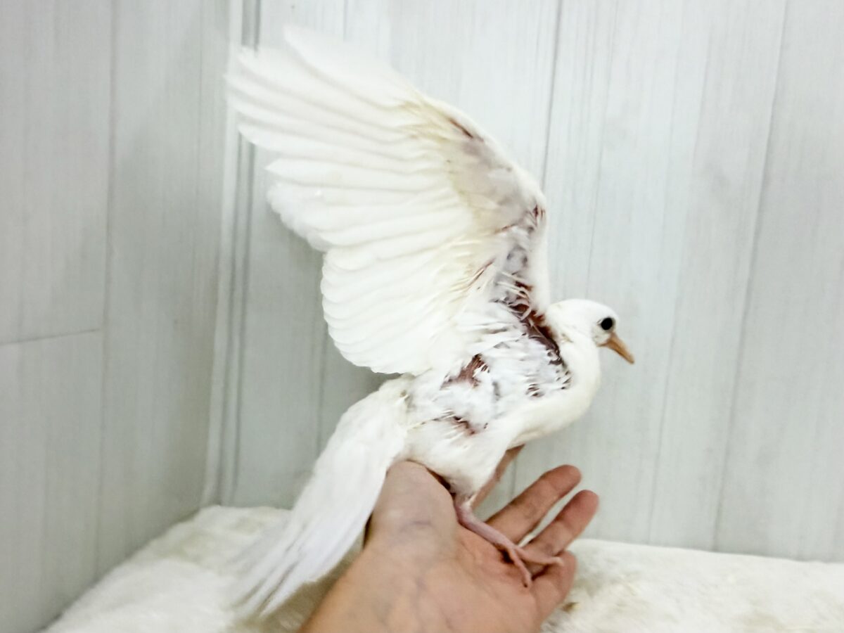 ギンバト