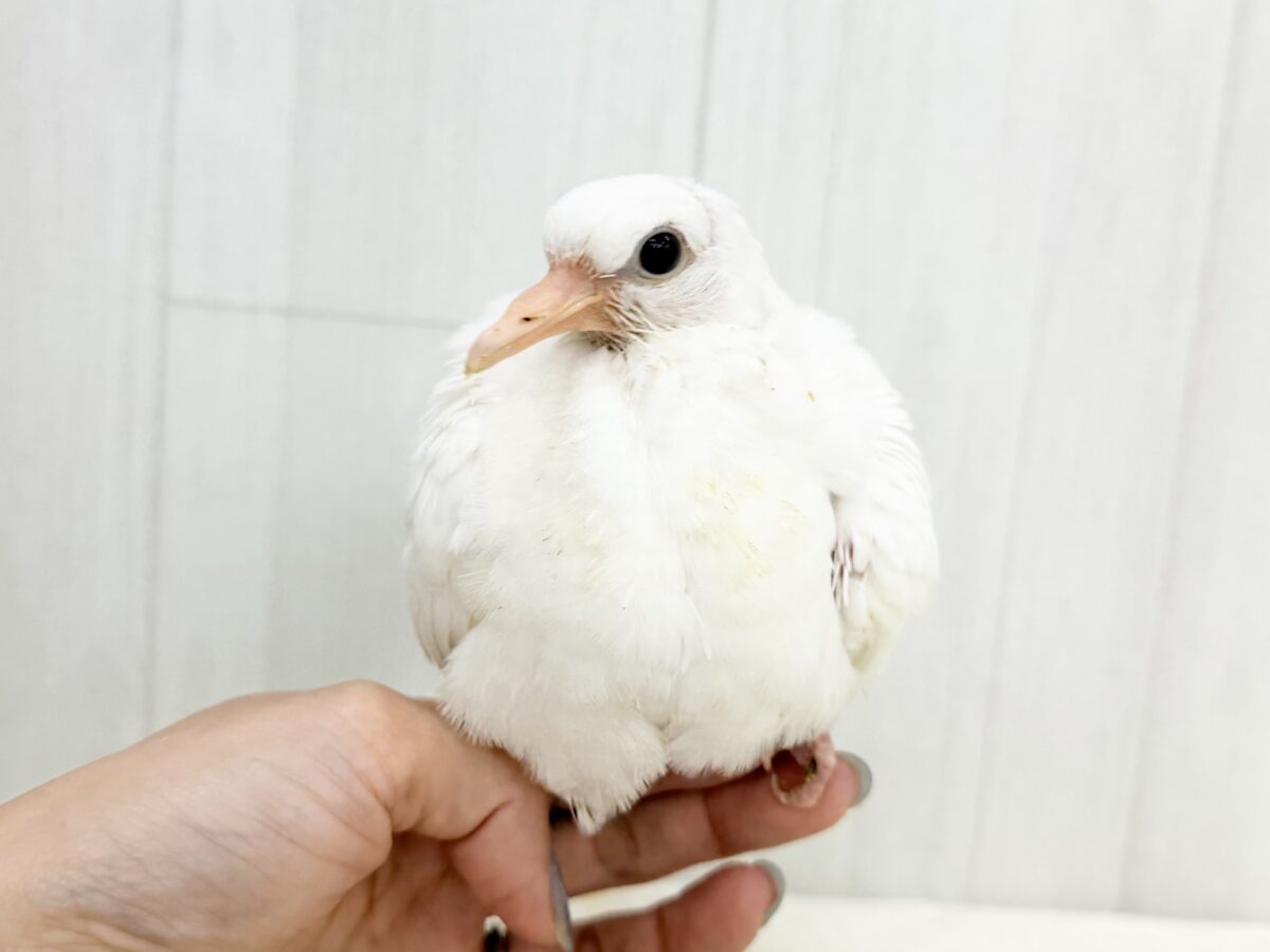 ギンバト