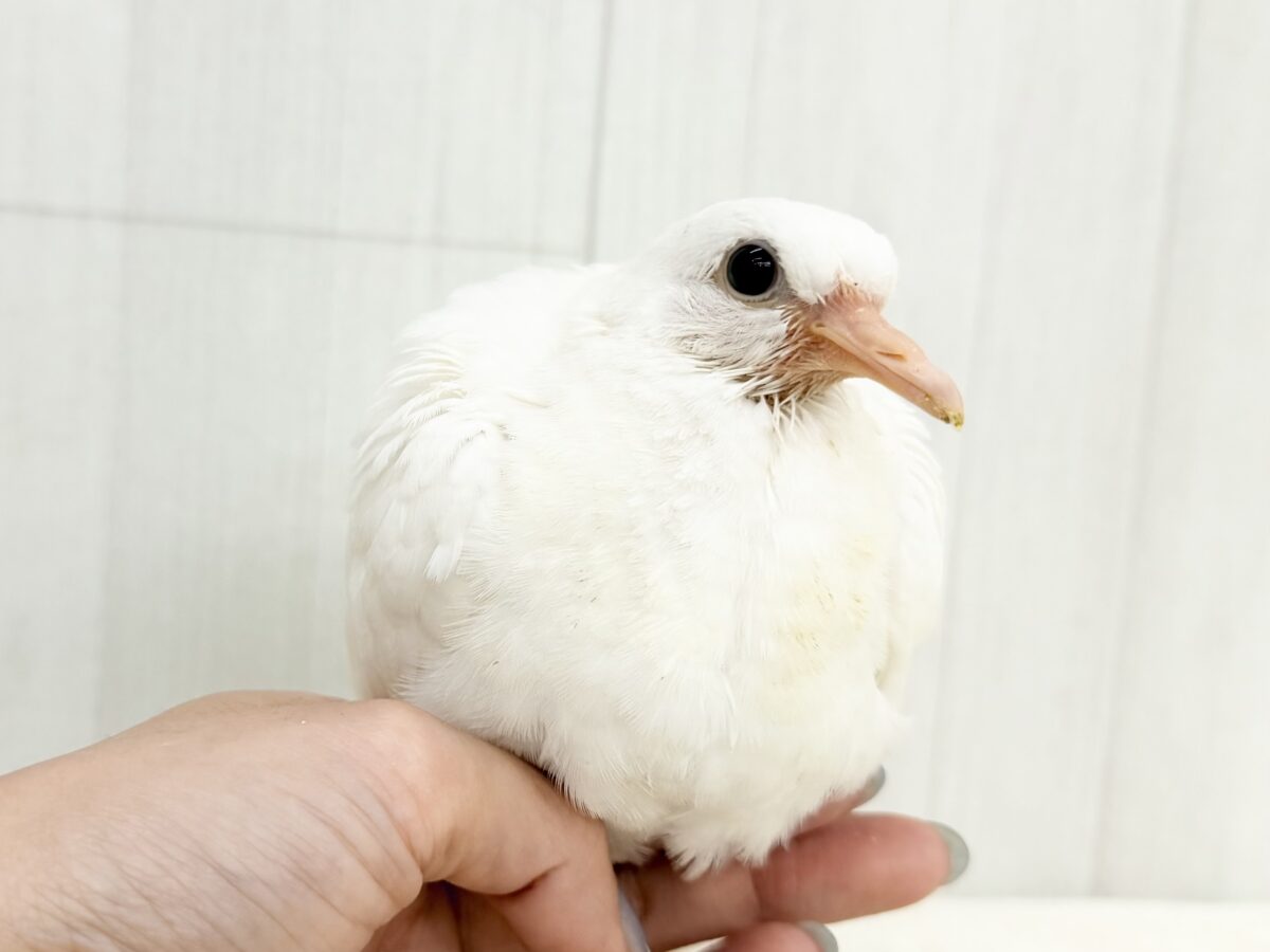 ギンバト