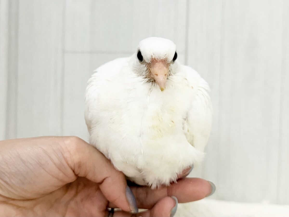 ギンバト