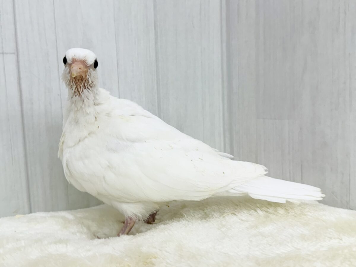 ギンバト