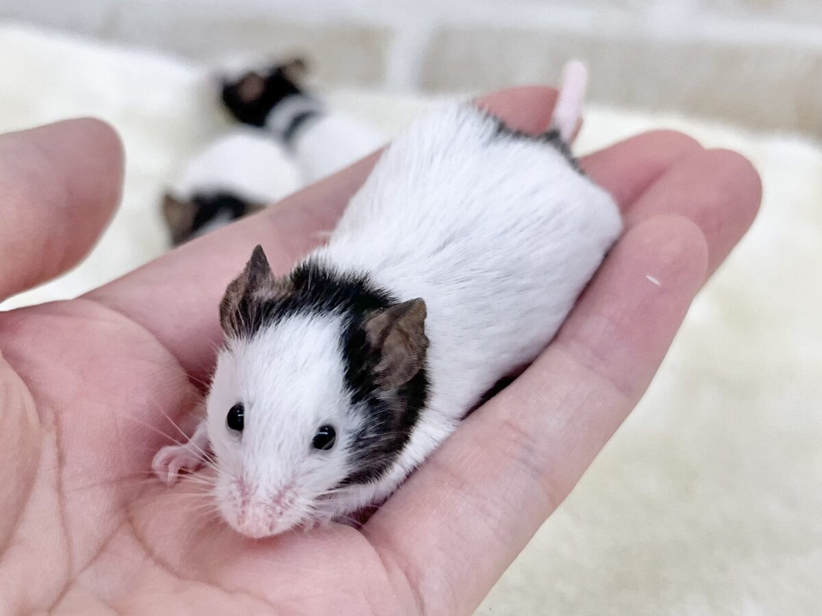 パンダマウス