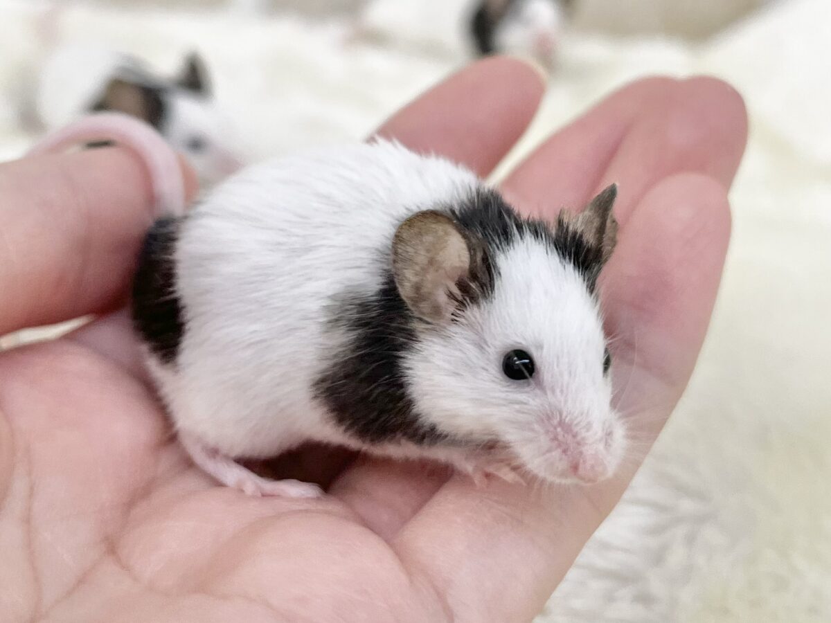 白黒パンダのおチビちゃん🐭💕 パンダマウス 男の子 パンダマウス