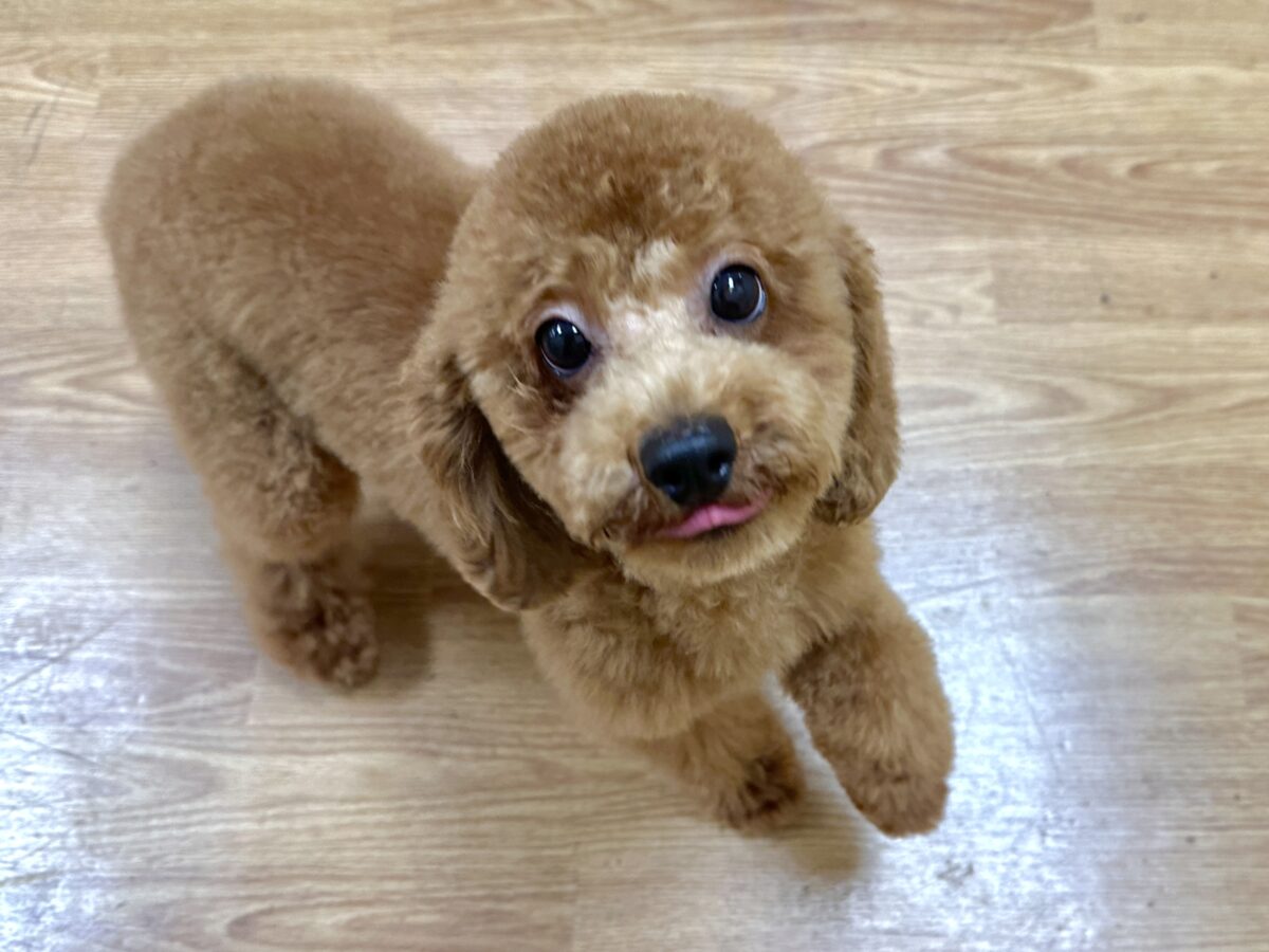 トイプードル