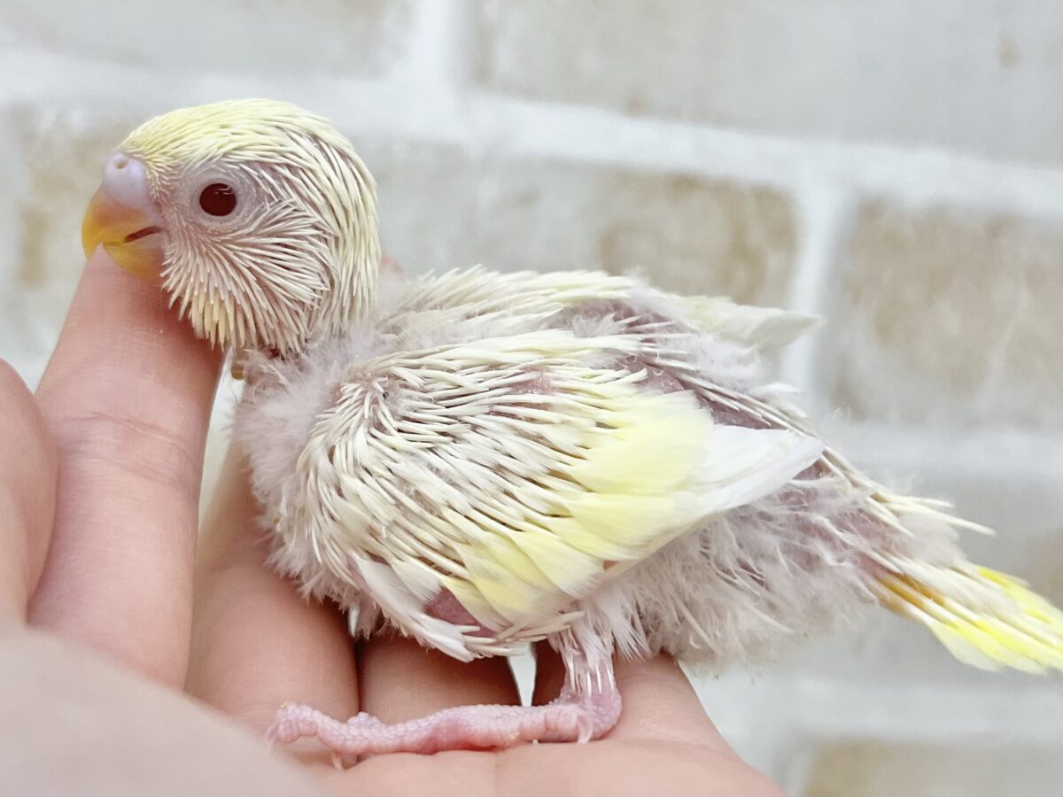 セキセイインコ