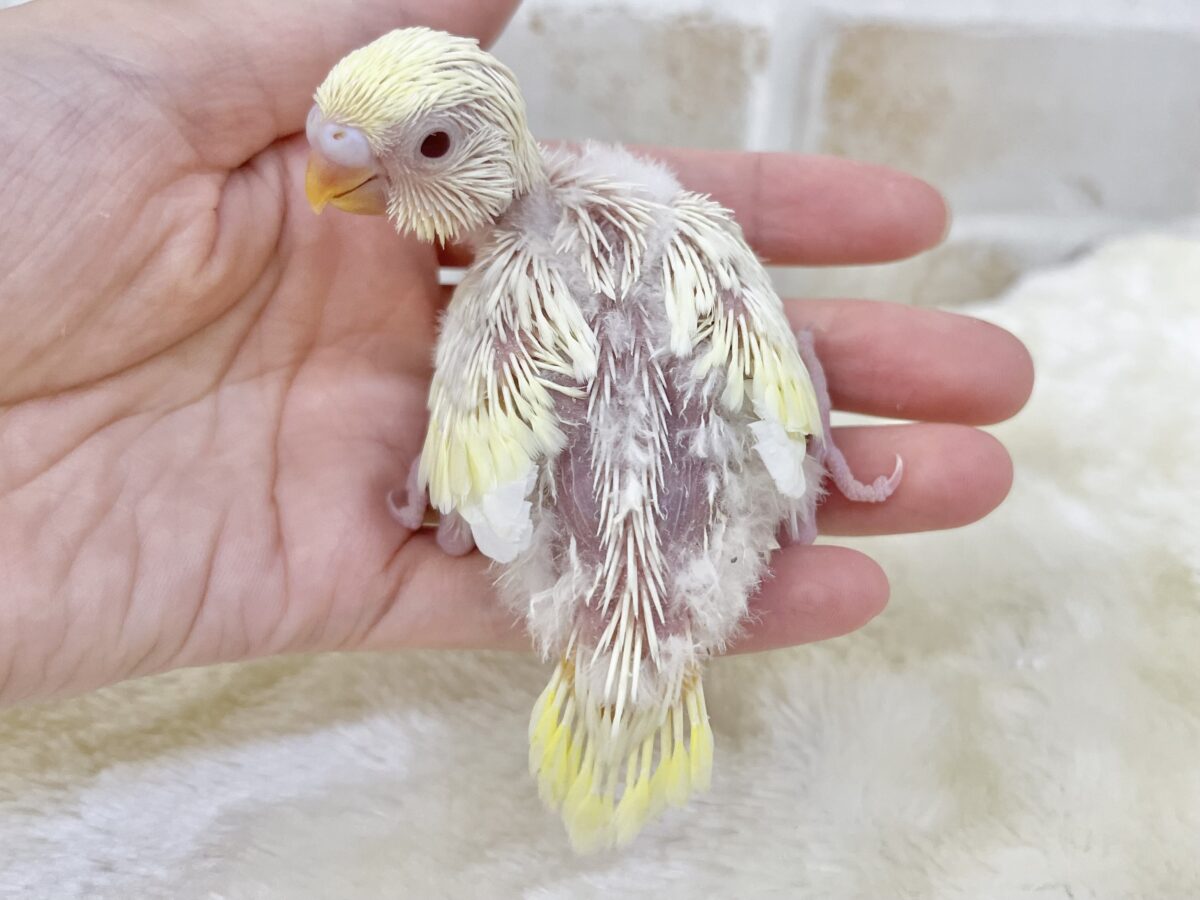 セキセイインコ