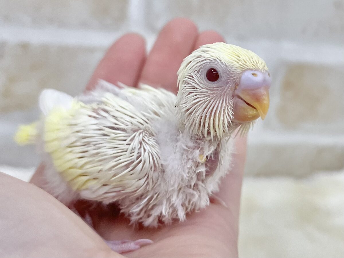 セキセイインコ