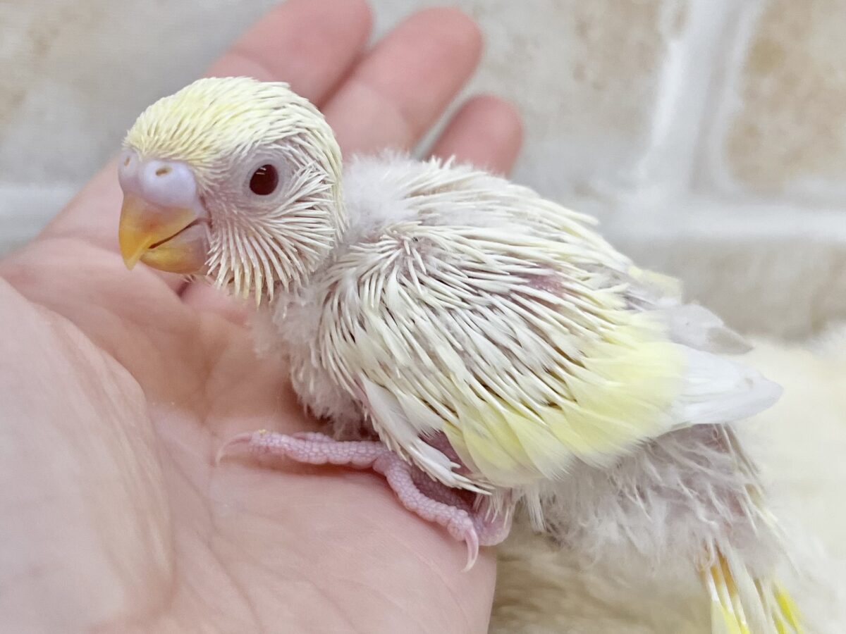 セキセイインコ