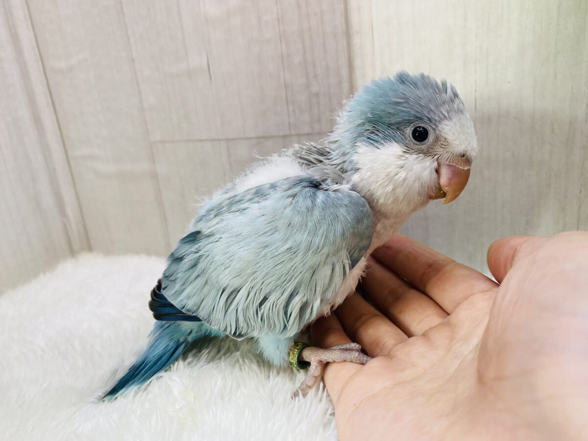 オキナインコ