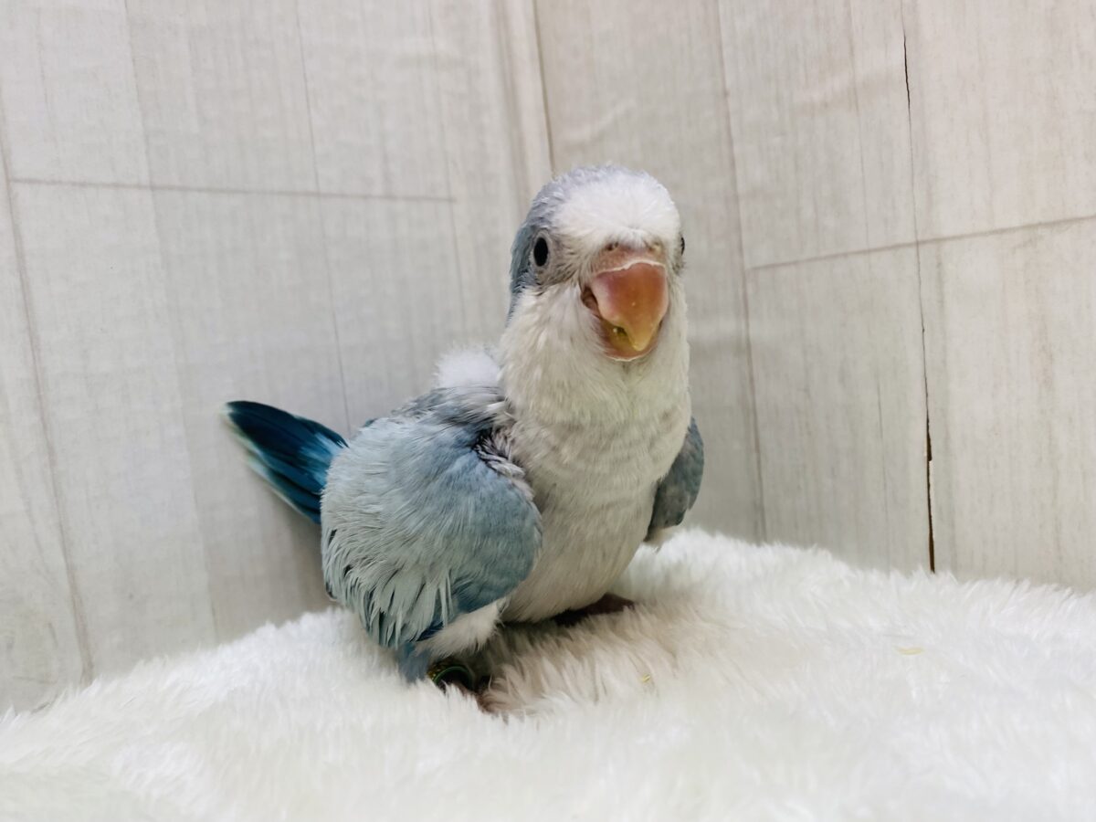 オキナインコ
