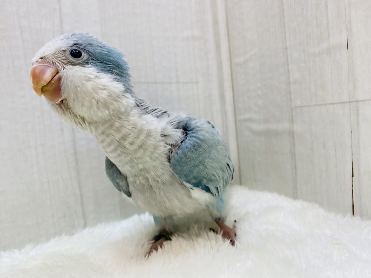 オキナインコ