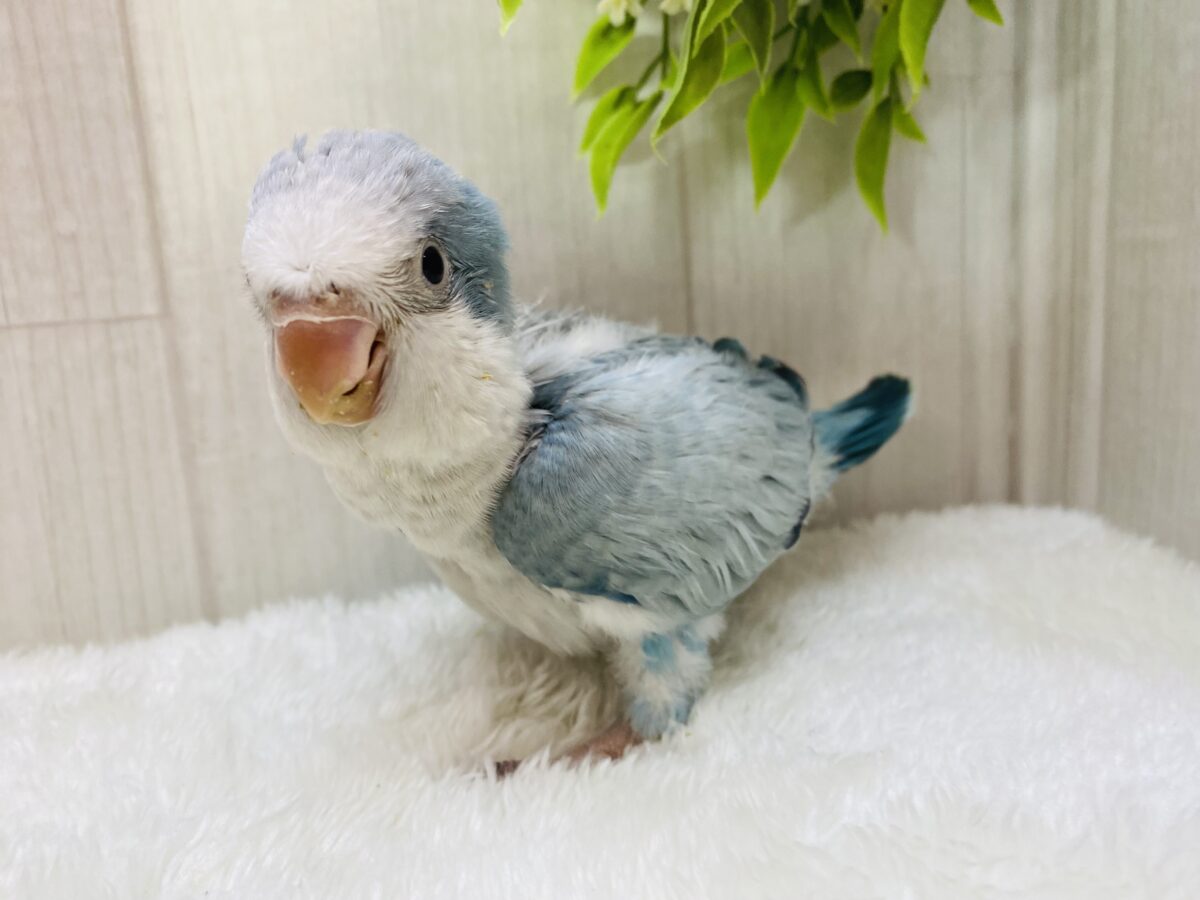 オキナインコ