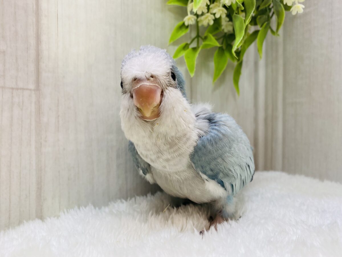 オキナインコ