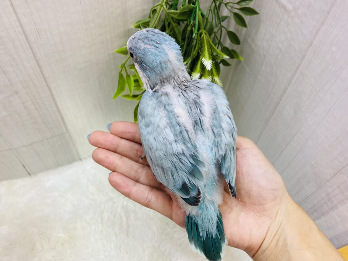 オキナインコ