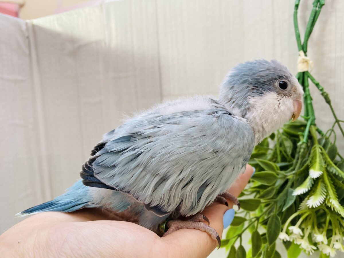 オキナインコ