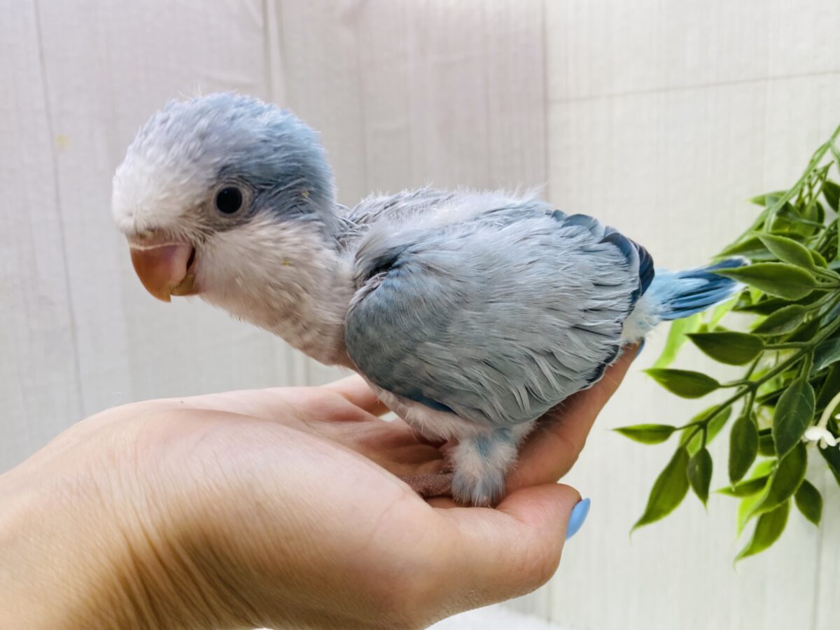 オキナインコ