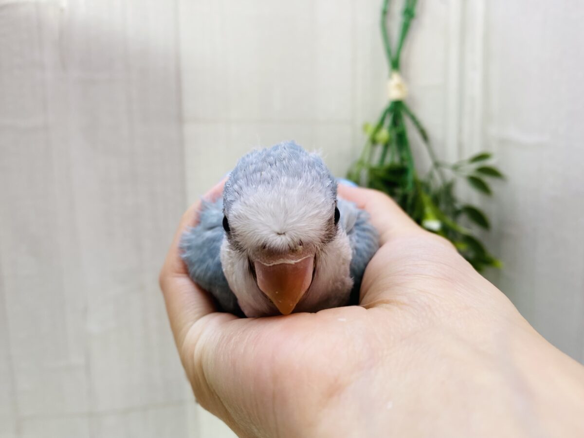 オキナインコ