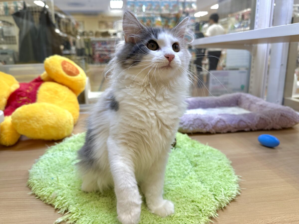 可愛すぎるダイリュートキャリコカラー💕ノルウェージャン女の子.⋆𝜗𝜚 ノルウェージャンフォレストキャット