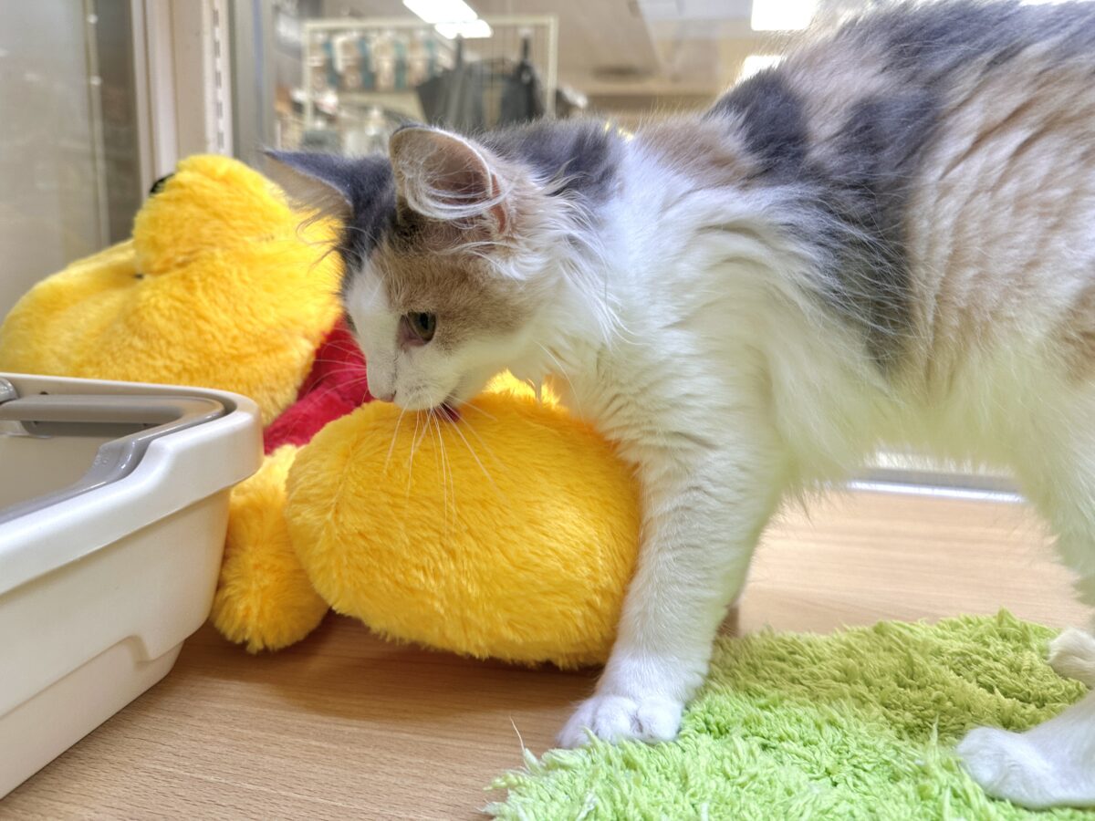 可愛すぎるダイリュートキャリコカラー💕ノルウェージャン女の子.⋆𝜗𝜚 ノルウェージャンフォレストキャット