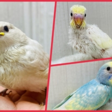 🏮ミニ鳥乱祭もやっちゃいます〜‼️