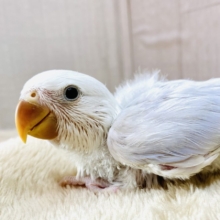 最新画像有ります❗️わたわた🩵楽しみたっくさん！！コザクラインコ☘️