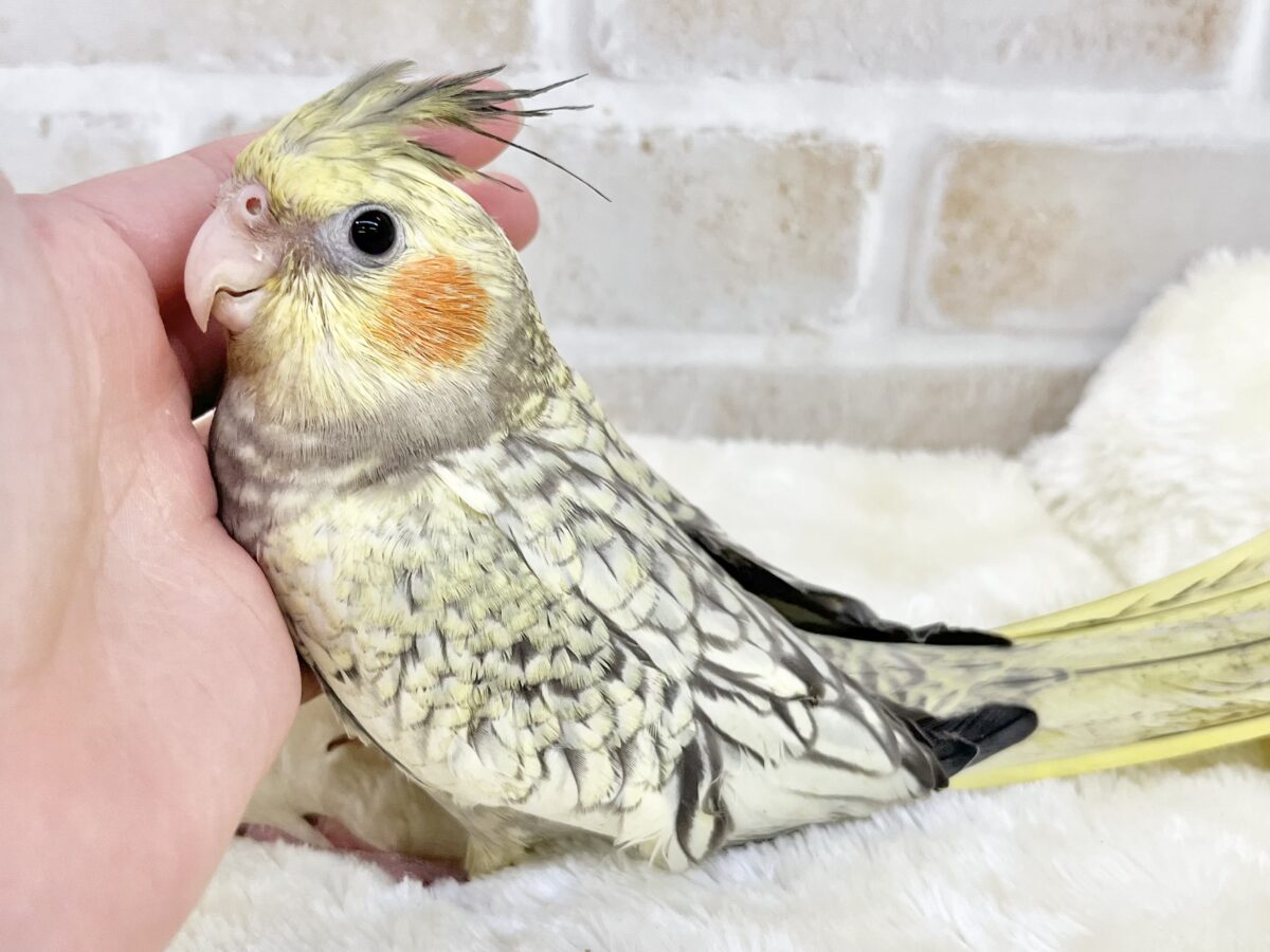 オカメインコ