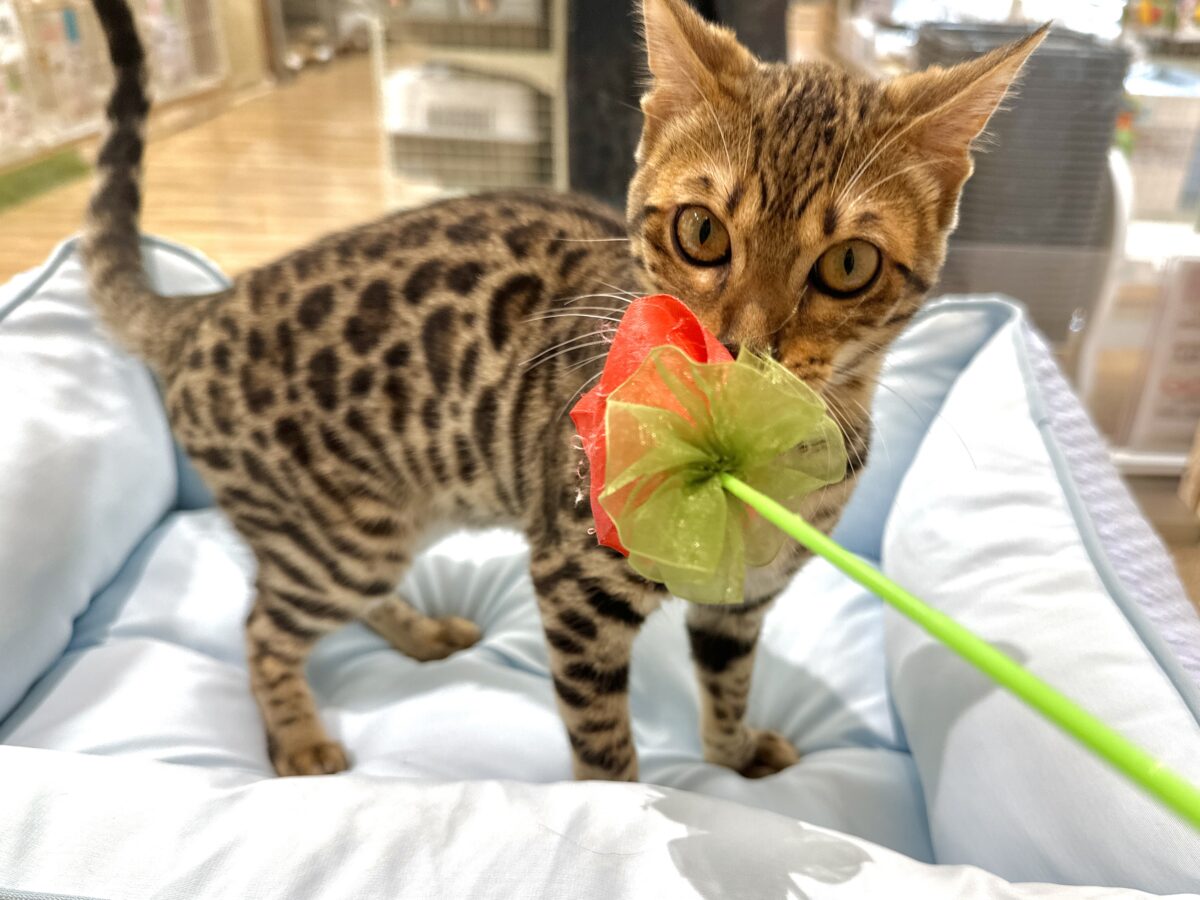 ベンガル